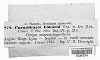 Cucurbitaria laburni image